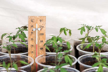 Tomato seedlings in a greenhouse and a thermometer showing the temperature of the growing...