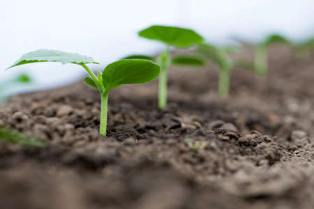 Cucumber seedlings growing in a greenhouse - selective focus, copy space, white background
