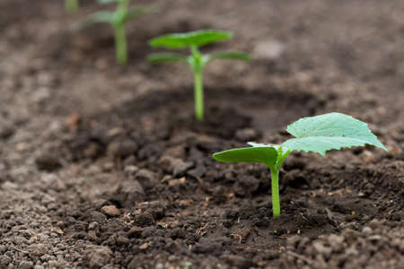 Cucumber seedlings growing in a greenhouse - selective focus, copy space, white backgroundの写真素材