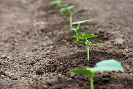 Cucumber seedlings growing in a greenhouse - selective focus, copy space, white backgroundの写真素材
