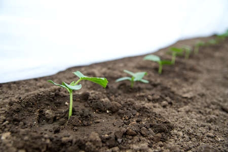 Cucumber seedlings growing in a greenhouse - selective focus, copy space, white backgroundの写真素材