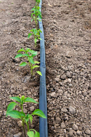 greenhouse with organic pepper plants and drip irrigation system - selective focusの写真素材