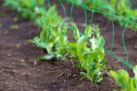 young organic pea plants in the garden creeping through a grid - selective focus