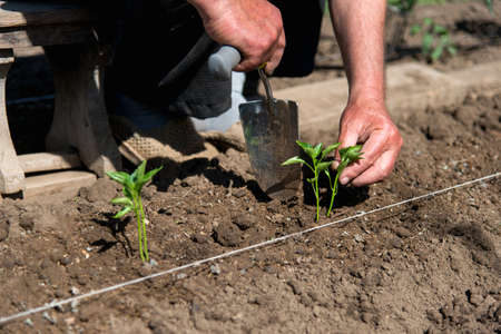Close up of farmer's hands sowing pepper seedlings in a spring gardenの写真素材