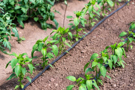 Close up of organic pepper plants and drip irrigation system in a greenhouse - selective focusの写真素材
