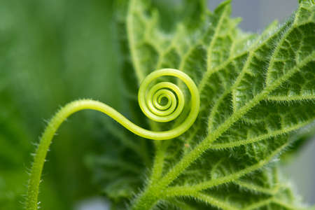 Macro of a plant spiral - selective focusの写真素材
