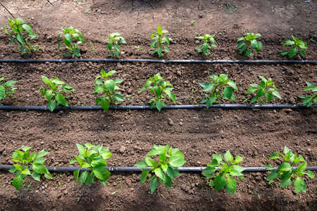 greenhouse with organic pepper plants and drip irrigation system - selective focus, view from aboveの写真素材