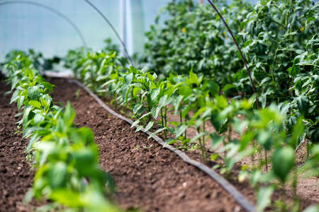 Close up of organic pepper plants and drip irrigation system in a greenhouse - selective focusの写真素材