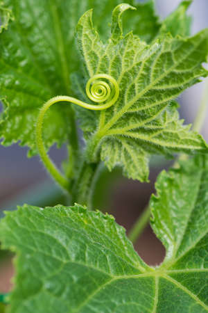 Macro of a plant spiral - selective focusの写真素材