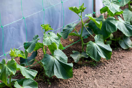 Cucumber plants growing in a greenhouse - selective focus, copy spaceの写真素材