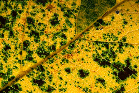 Close up of colorful autumnal leaf - selective focus, copy spaceの写真素材
