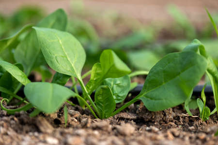 Young fresh organic spinach plants and drip irrigation system in a greenhouse - selective focusの写真素材