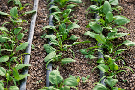 Young fresh organic spinach plants and drip irrigation system in a greenhouse - selective focusの写真素材