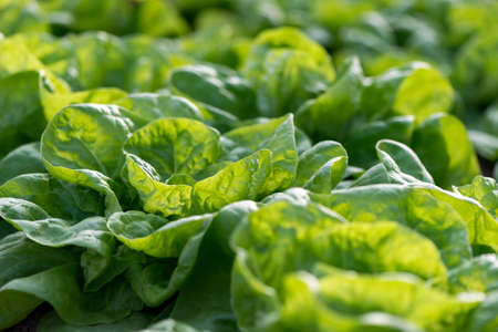 Close up of fresh organic lettuce growing in a greenhouse - selective focus