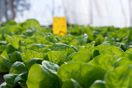 Close up of fresh organic lettuce growing in a greenhouse - selective focusの写真素材