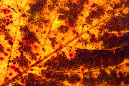 Close up of colorful autumnal leaf - selective focus, copy spaceの写真素材