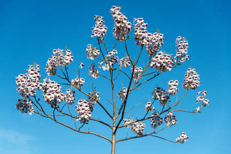 Blossoming Paulownia trees in the spring - view towards the skyの写真素材