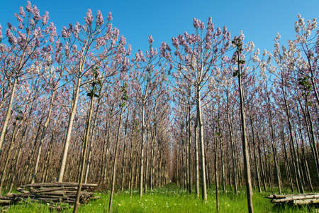 Plantation of blossoming Paulownia trees in the spring -low angle viewの写真素材