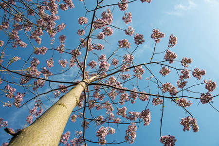 Blossoming Paulownia trees in the spring - view towards the skyの写真素材