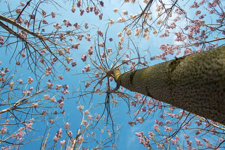 Blossoming Paulownia trees in the spring - view towards the sky