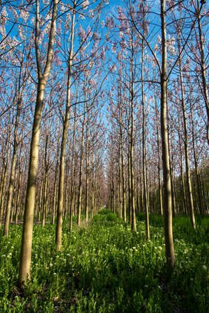Plantation of blossoming Paulownia trees in the spring - verticalの写真素材