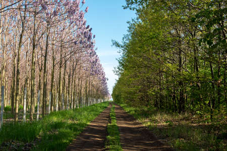Plantation of blossoming Paulownia trees and country road - selective focusの写真素材
