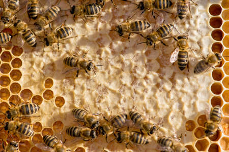 closeup of bees on honeycomb in apiary - selective focus, copy space