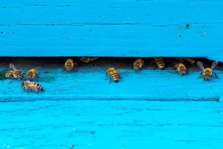 closeup of bees on honeycomb in apiary - selective focus, copy spaceの写真素材