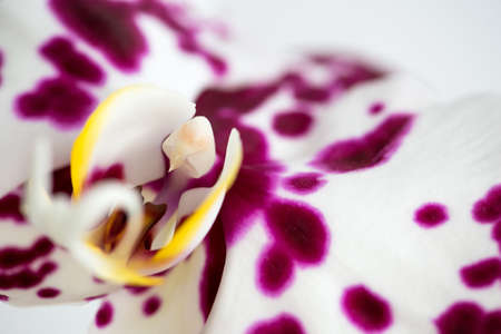 Macro photography of petals of a blooming orchid  phalaenopsis isolated on white background. の写真素材