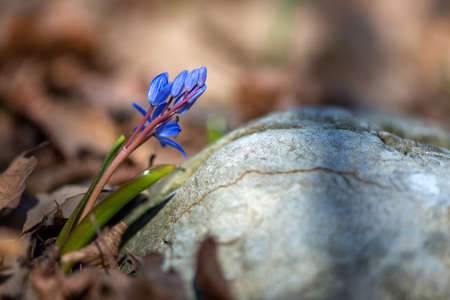 Alpine squill or two-leaf squill, Scilla bifolia blooming in spring forest - selective focus, copy spaceの写真素材