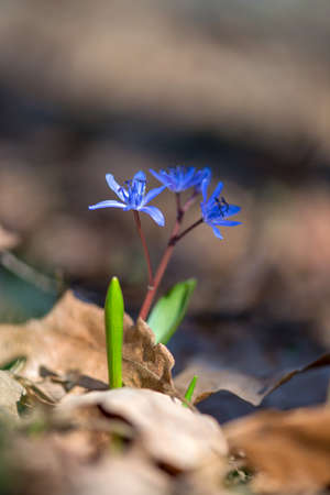 Alpine squill or two-leaf squill, Scilla bifolia blooming in spring forest - selective focus, copy...