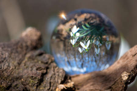 Close up of blooming snowdrop reflected in a lens ball - selective focus, copy spaceの写真素材