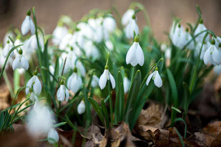 Close up of snowdrop flowers blooming in sunny spring day - selective focus, copy space