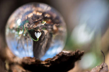 Close up of blooming snowdrop reflected in a lens ball - selective focus, copy spaceの写真素材