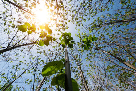 Paulownia tomentosa with fresh leaves in the spring. The tree fastest growing in the world - selective focusの写真素材
