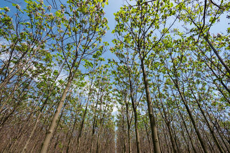 Paulownia tomentosa with fresh leaves in the spring. The tree fastest growing in the world - selective focusの写真素材