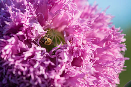 Close up of cultivated poppies blooming in a spring garden - selective focusの写真素材
