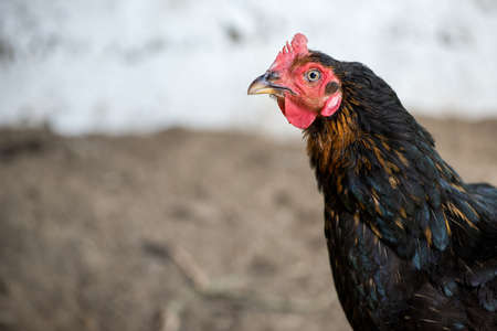 Close up of chickens in the coop. Hen in a farmyard - selective focusの写真素材