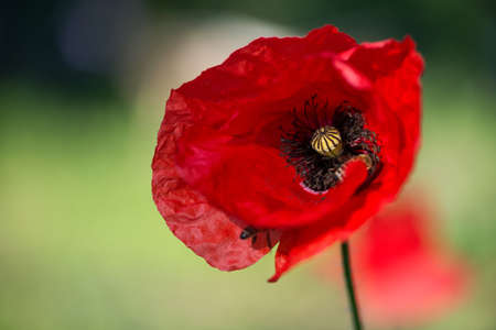 Flowers Red poppies blossom on wild field. Beautiful field red poppies with selective focus. soft...