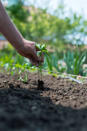 Close up of gardener's hands planting a pepper seedling in the vegetable garden - selective focusの写真素材