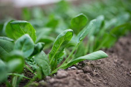Young fresh organic spinach plants  in a greenhouse - selective focus