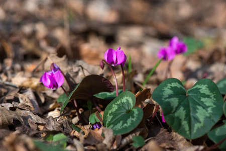 Sprouting crocus and  pink cyclamens in spring forest - selSprouting  pink cyclamens and crocuses  in spring forest - selective focus, copy spaceective focus, copy spaceの写真素材