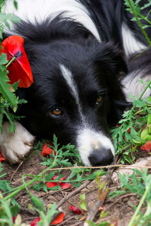 Close-up of purebred border collie dog lying in wild poppies on a summer day - selective focusの写真素材