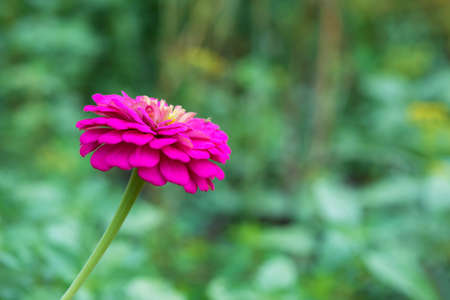 Extreme close up shot of Zinnia flower details - copy spaceの写真素材