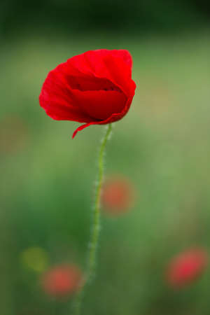 Flowers Red poppies blossom on wild field. Beautiful field red poppies with selective focus. soft light. Natural drugs. Glade of red poppies. Lonely poppy. Soft focus blurの写真素材