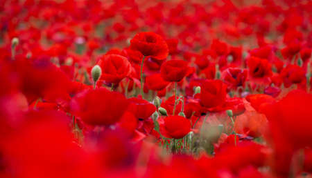 Flowers Red poppies blossom on wild field. Beautiful field red poppies with selective focus. soft light. Natural drugs. Glade of red poppies. Lonely poppy. Soft focus blurの写真素材
