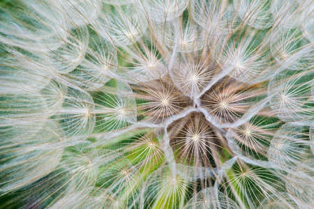Extreme close up image of a dandelion flower - selective focusの写真素材