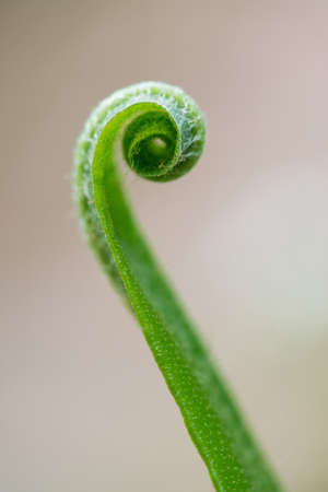 Close-up of a young fern with spirally curved leaves - selective focus, space for textの写真素材