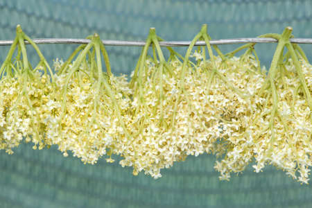 Close up of dried elderberry plant which is used as an herb in medicine - selective focusq space for textの写真素材