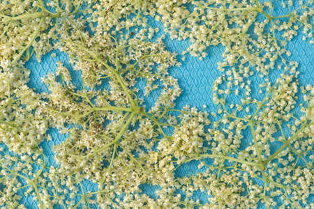 Close up of dried elderberry plant which is used as an herb in medicine - selective focusq space for...